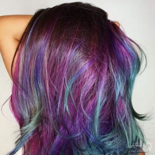 طاووس ارغوانی