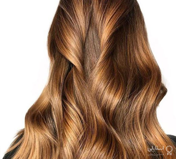 بلوطی طلایی